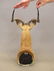 Impala Taxidermy Mount - 4