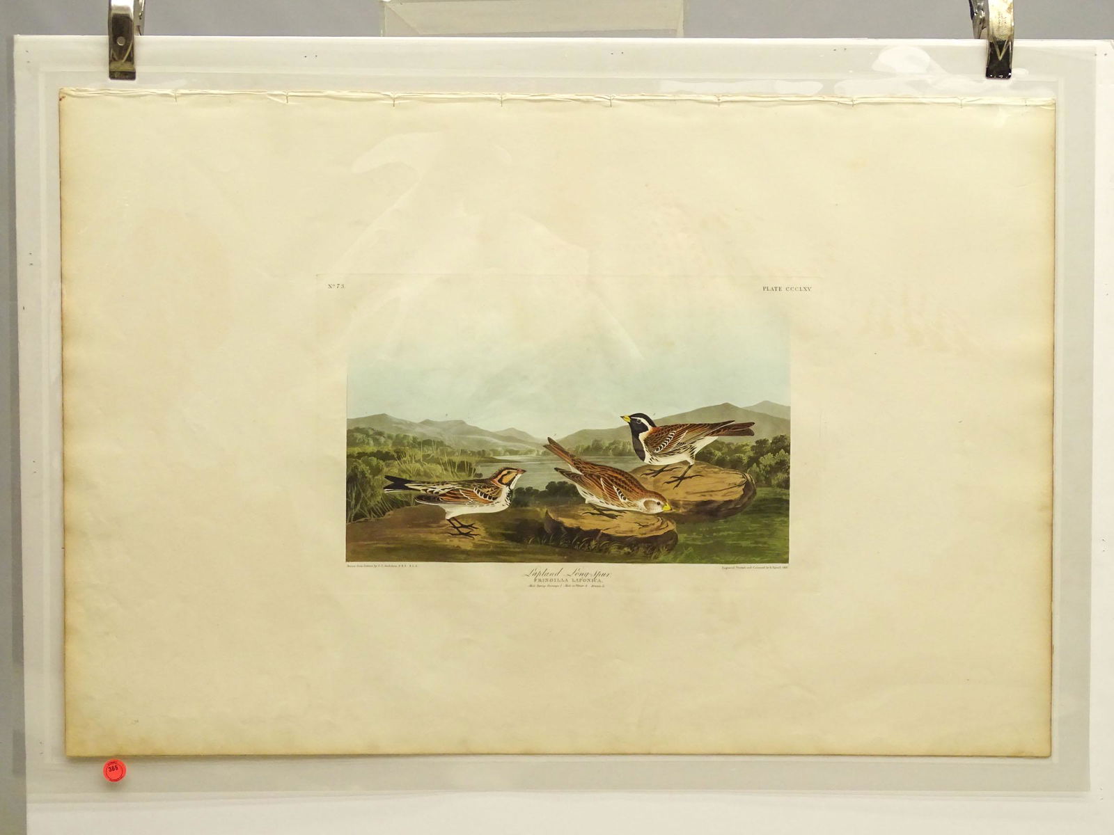 Audubon Print (1 of 5)