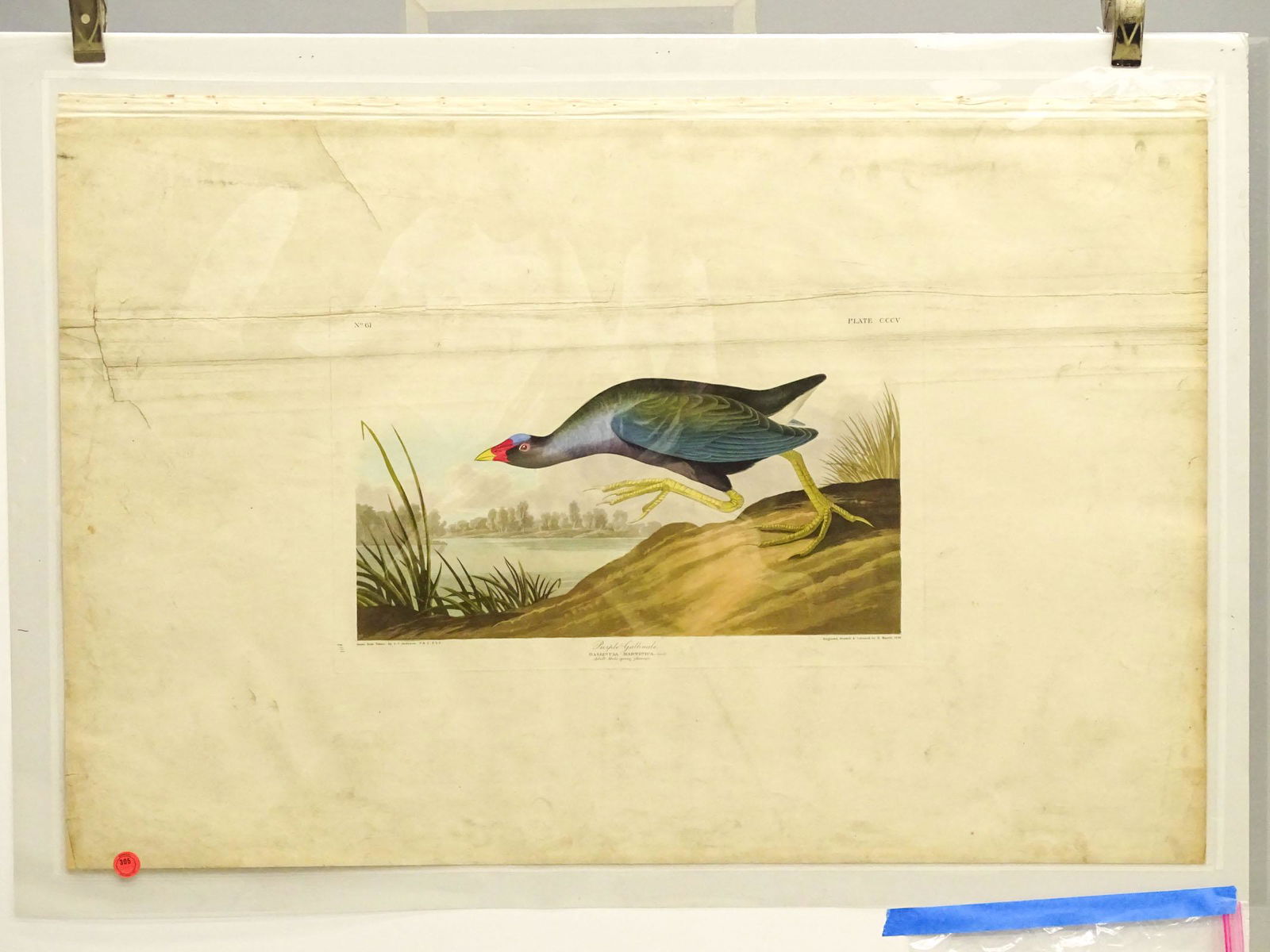 Audubon Print (1 of 6)