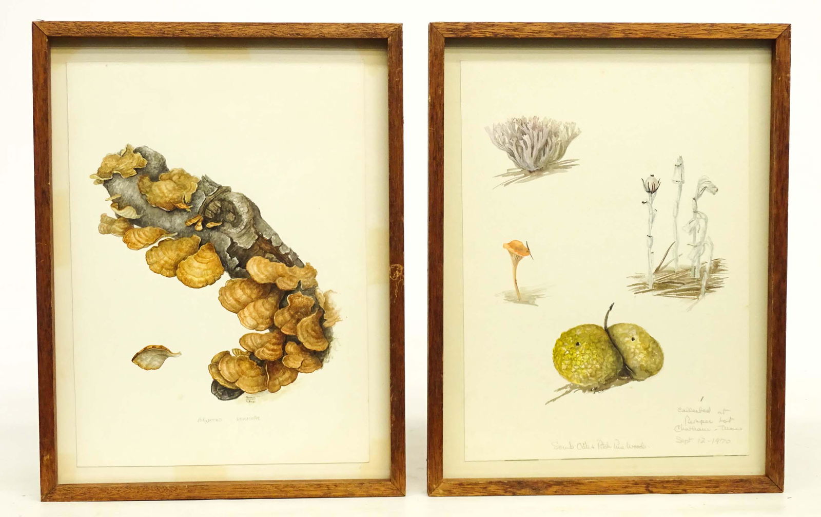 Mushroom Watercolors Cape Cod (2) (1 of 6)