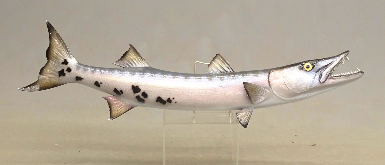 Barracuda Taxidermy Fish (1 of 3)