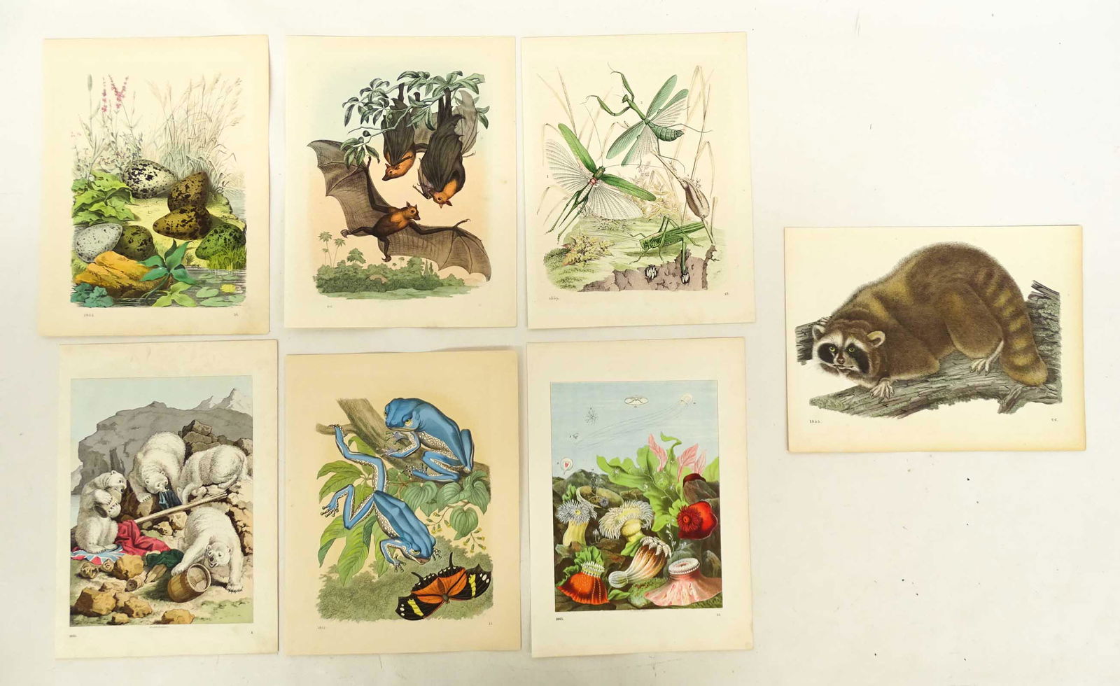 German Antique Nature Prints (7) (1 of 5)