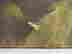 item-97182370=5