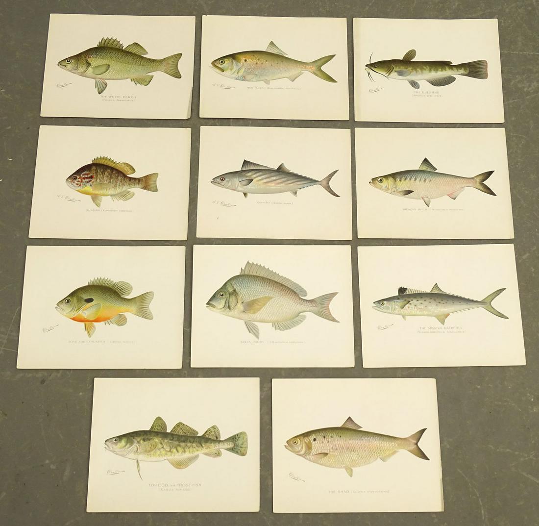 Game Fish Antique Sporting Prints (12) (1 of 13)