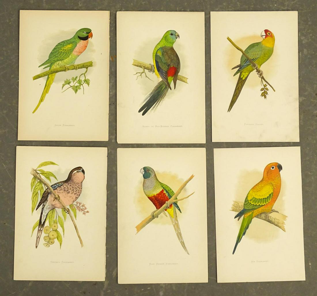Antique Parrot Tropical Bird Prints (6) (1 of 7)
