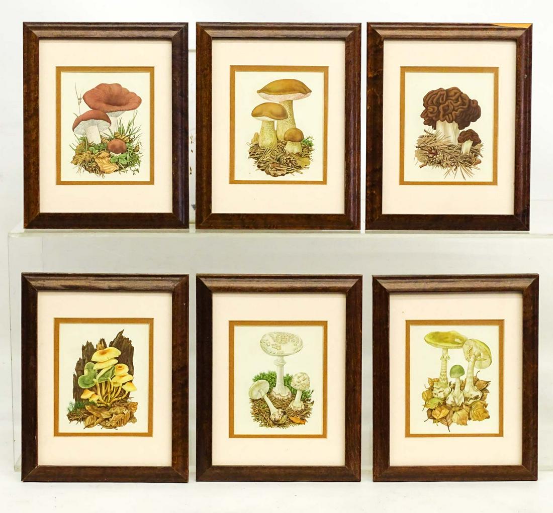 Mushroom Prints (1 of 9)