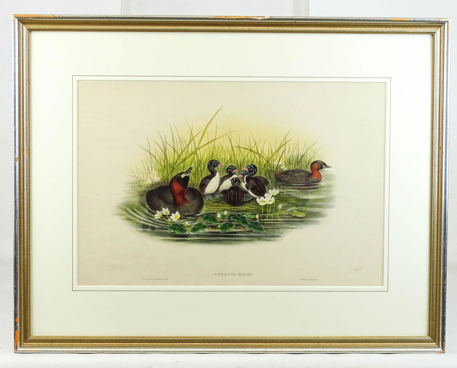 Grebe Birds Natural History Print (1 of 6)