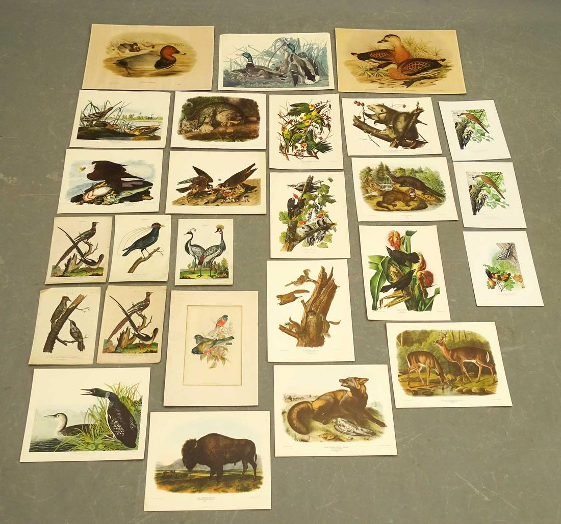 Collection of Bird Prints (1 of 20)