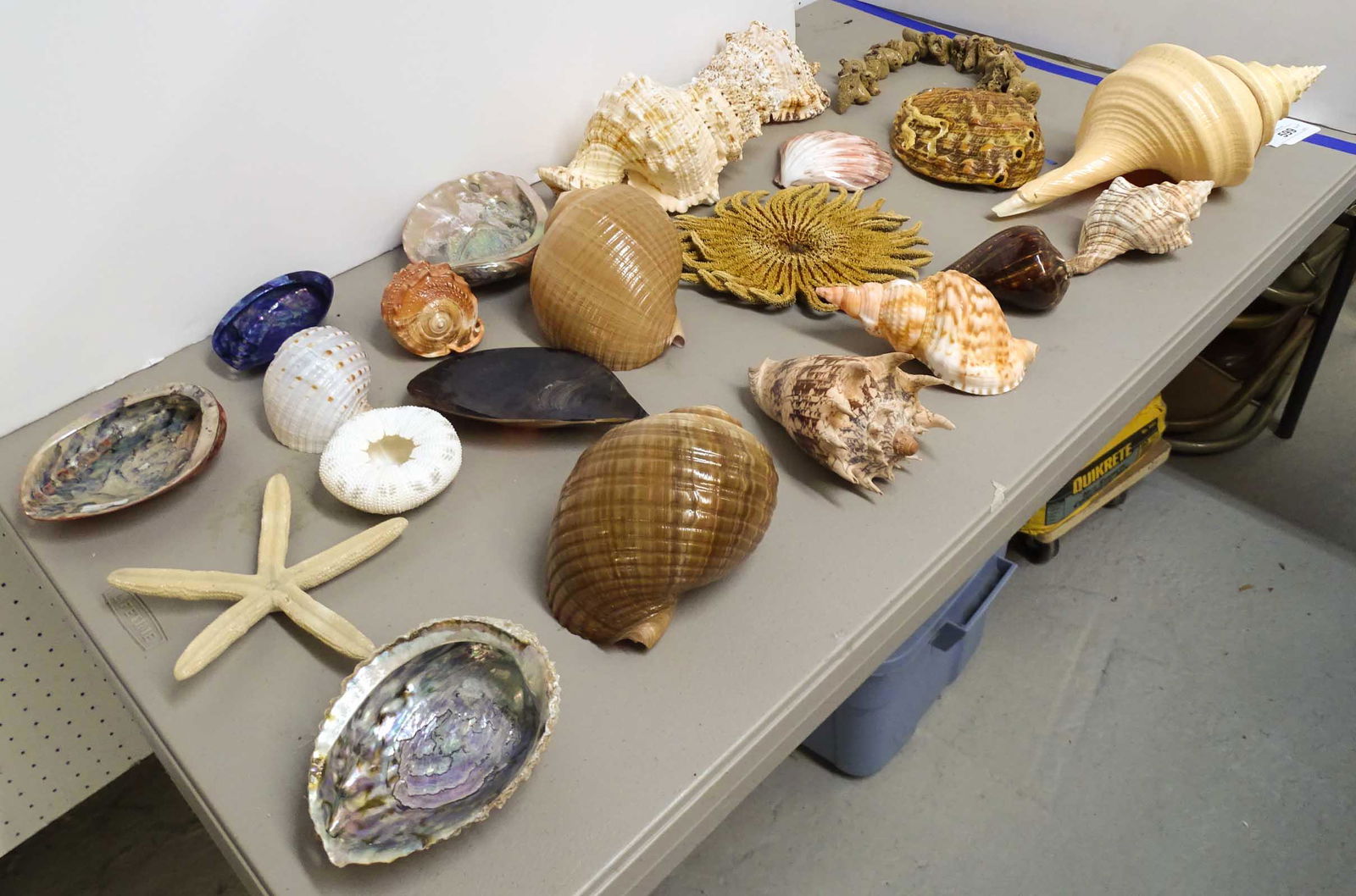 Seashell Collection (1 of 7)