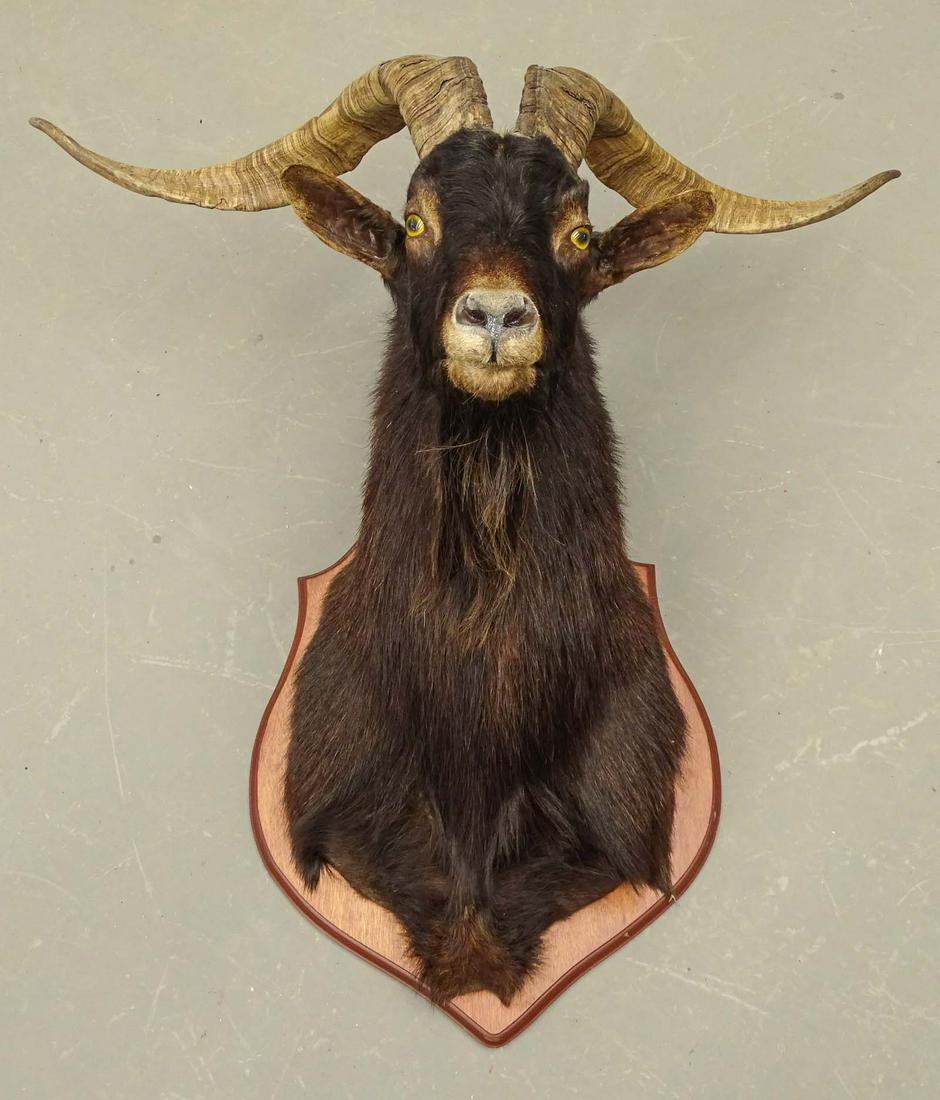 Mountain Goat Mount (1 of 4)