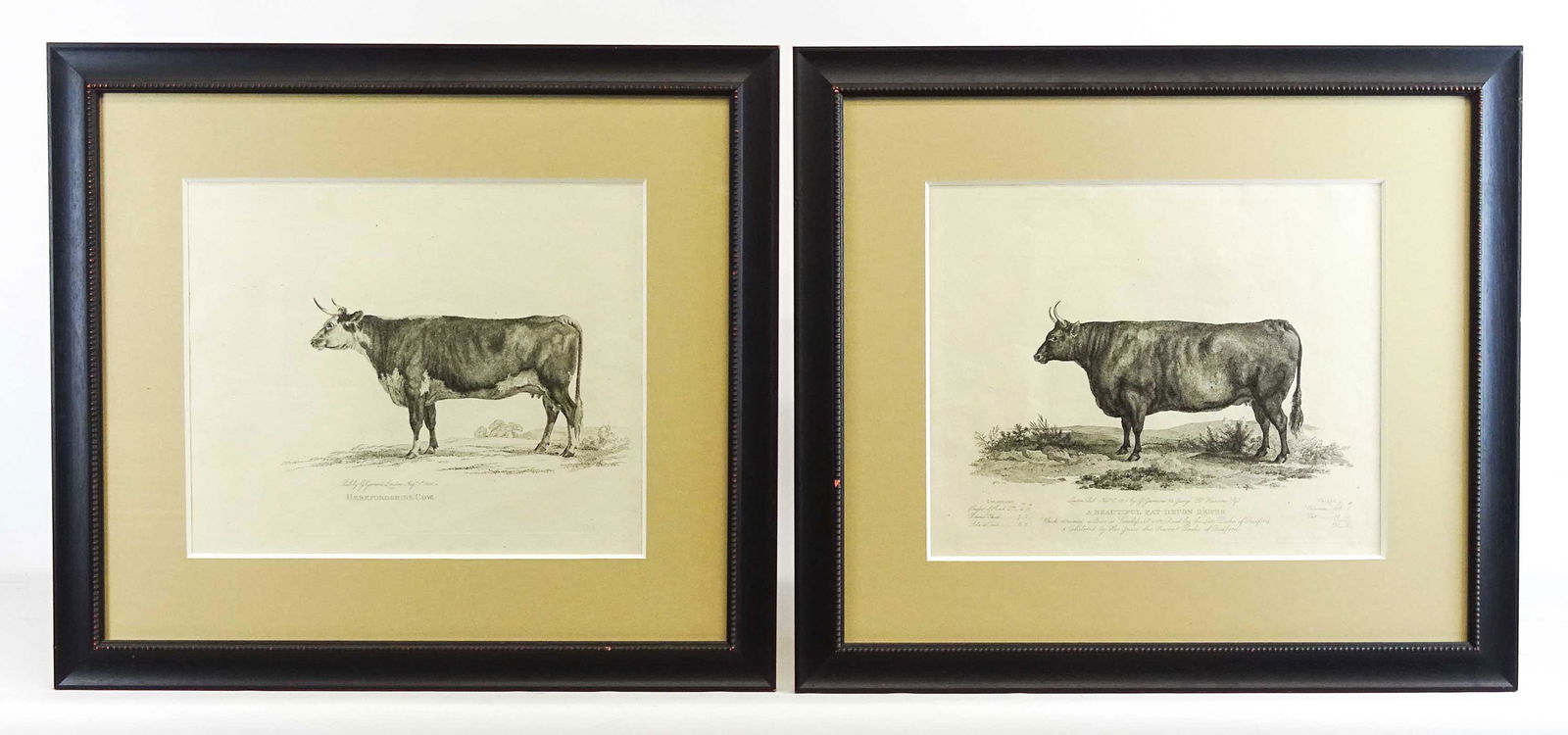 Pair Framed Cow Prints (1 of 6)