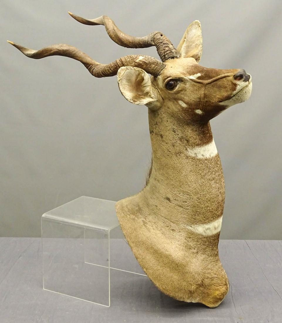 African Mount (1 of 5)