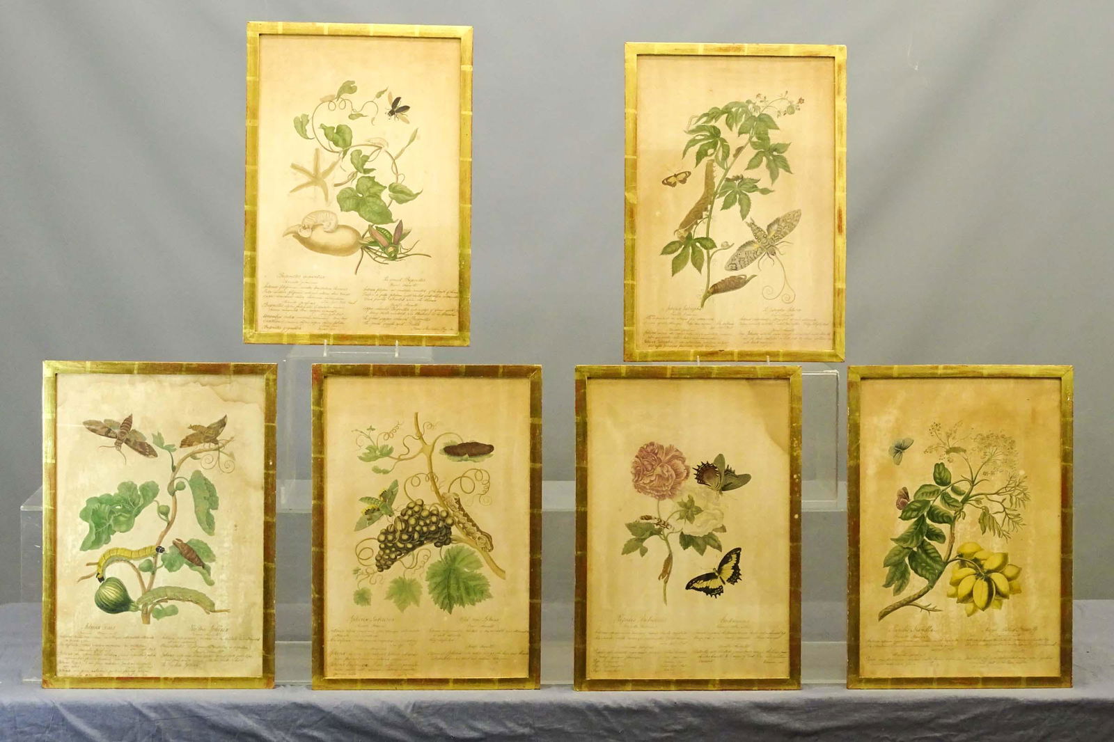 Merian Antique Botanical Insect Print Set (6) (1 of 9)