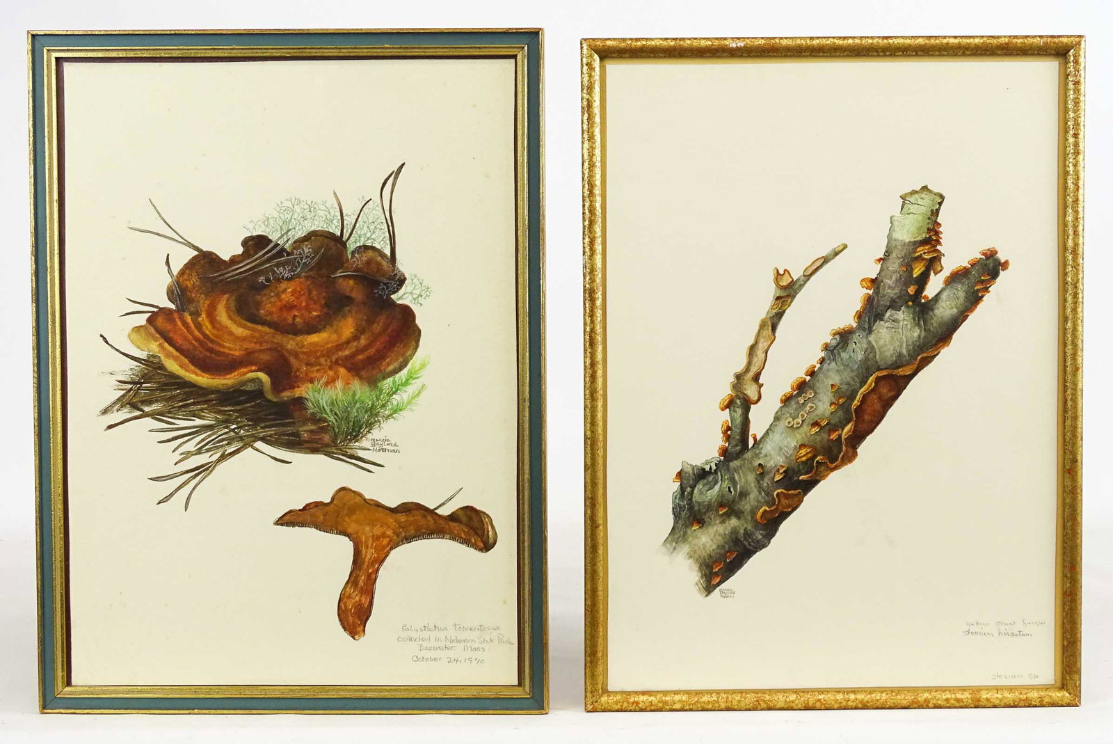 Mushroom Watercolors Cape Cod (2) (1 of 7)