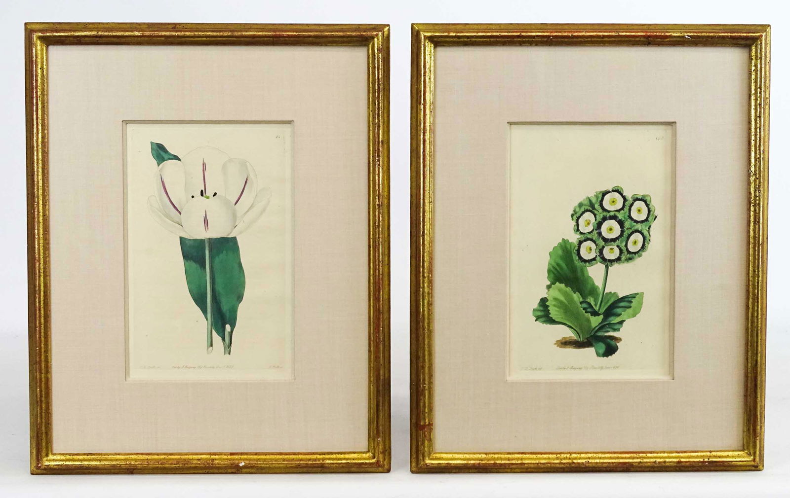 Robert Sweet Antique Botanical Prints Pair (1 of 6)