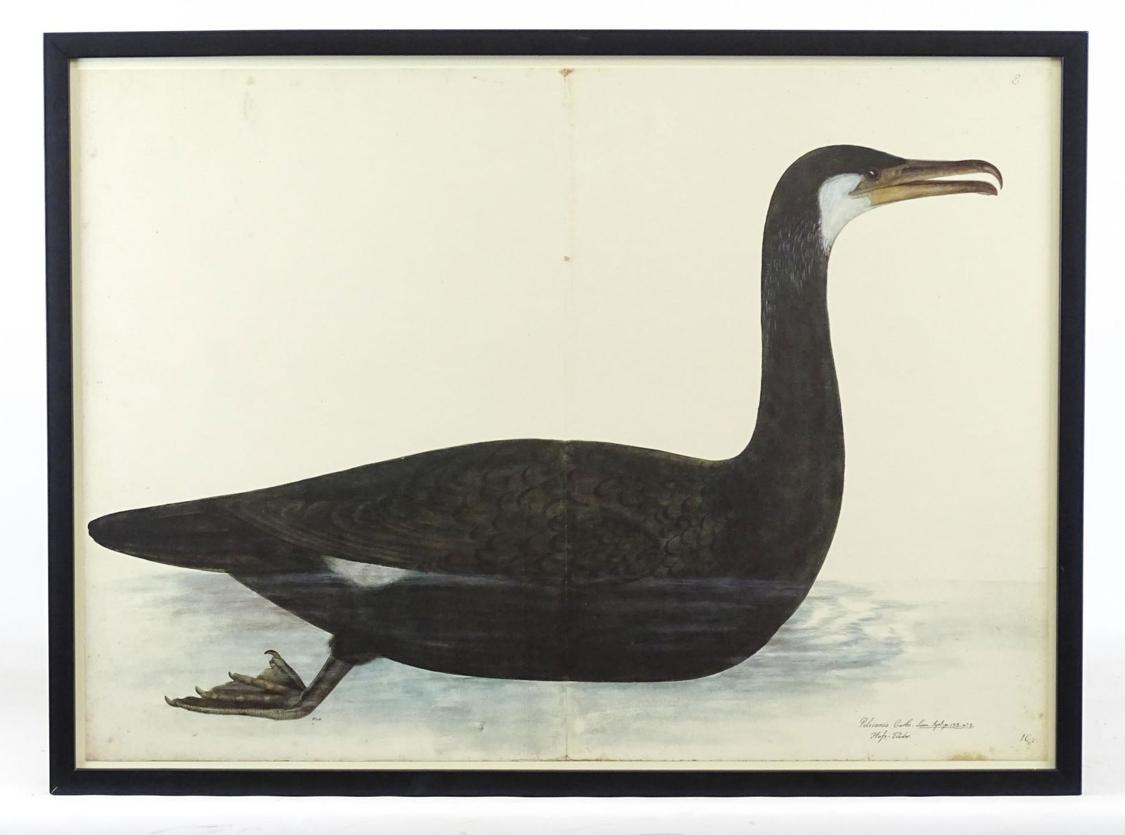 Bird Print "Pelicanus Carbo...." (1 of 3)