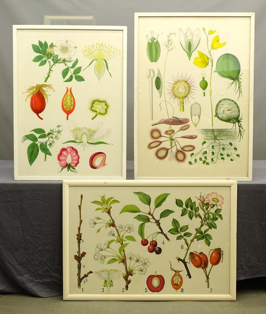Botanical Prints (1 of 5)