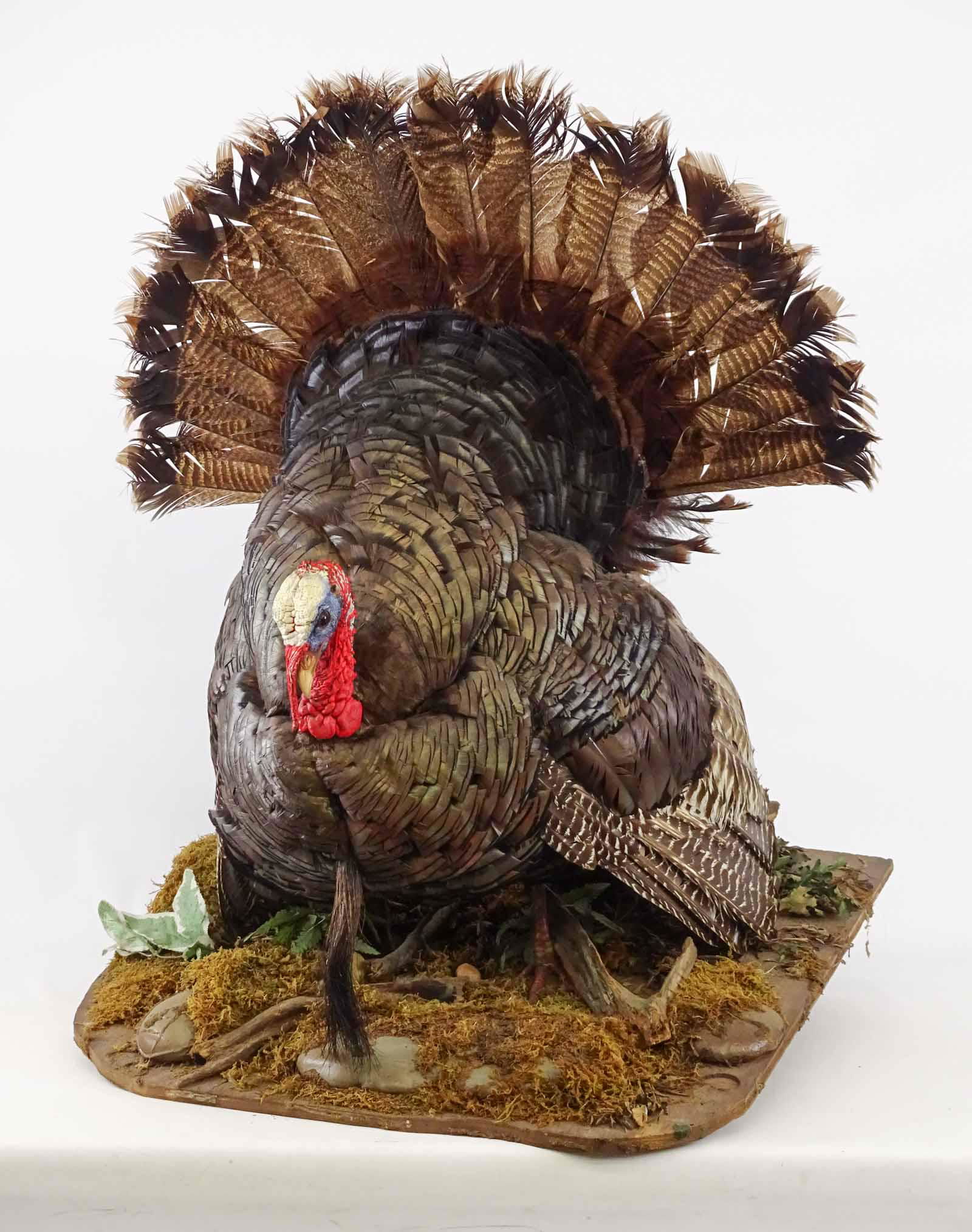 Taxidermy Turkey (1 of 4)