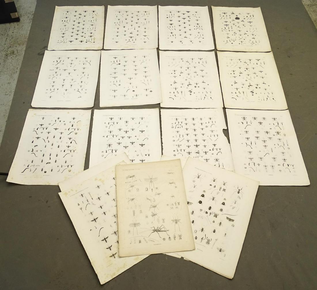 Napoleon Egypt Expedition Insects Prints (20) (1 of 6)