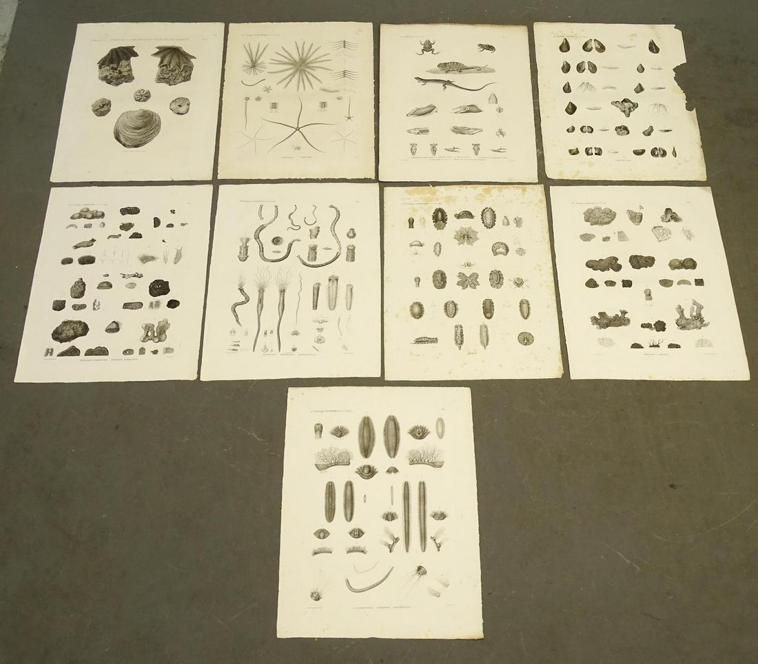 Napoleon Egypt Expedition Shells Prints (9) (1 of 6)