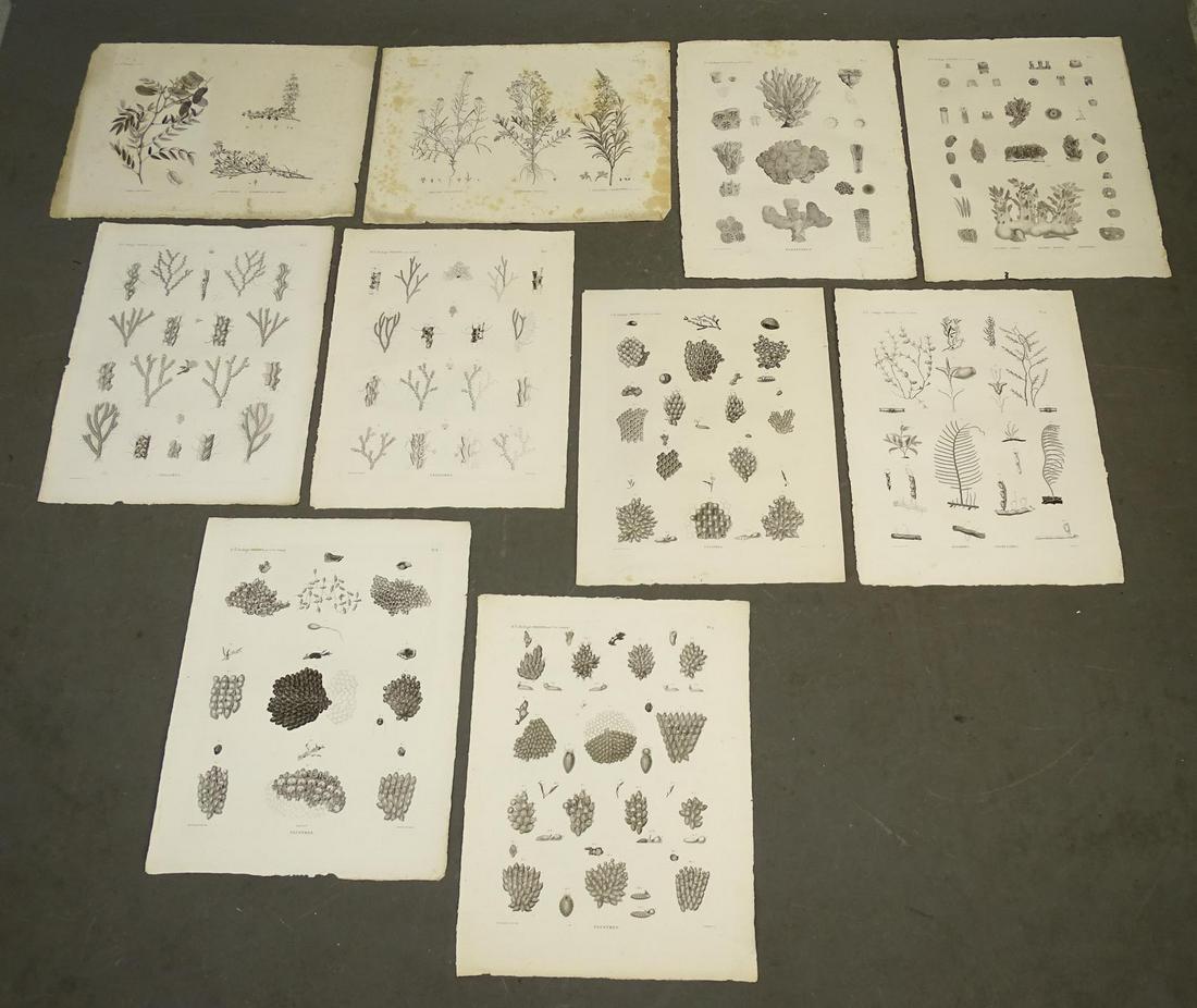 Napoleon Egypt Expedition Shells Prints (10) (1 of 6)