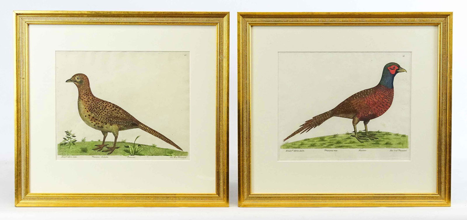 Framed Bird Prints (1 of 10)
