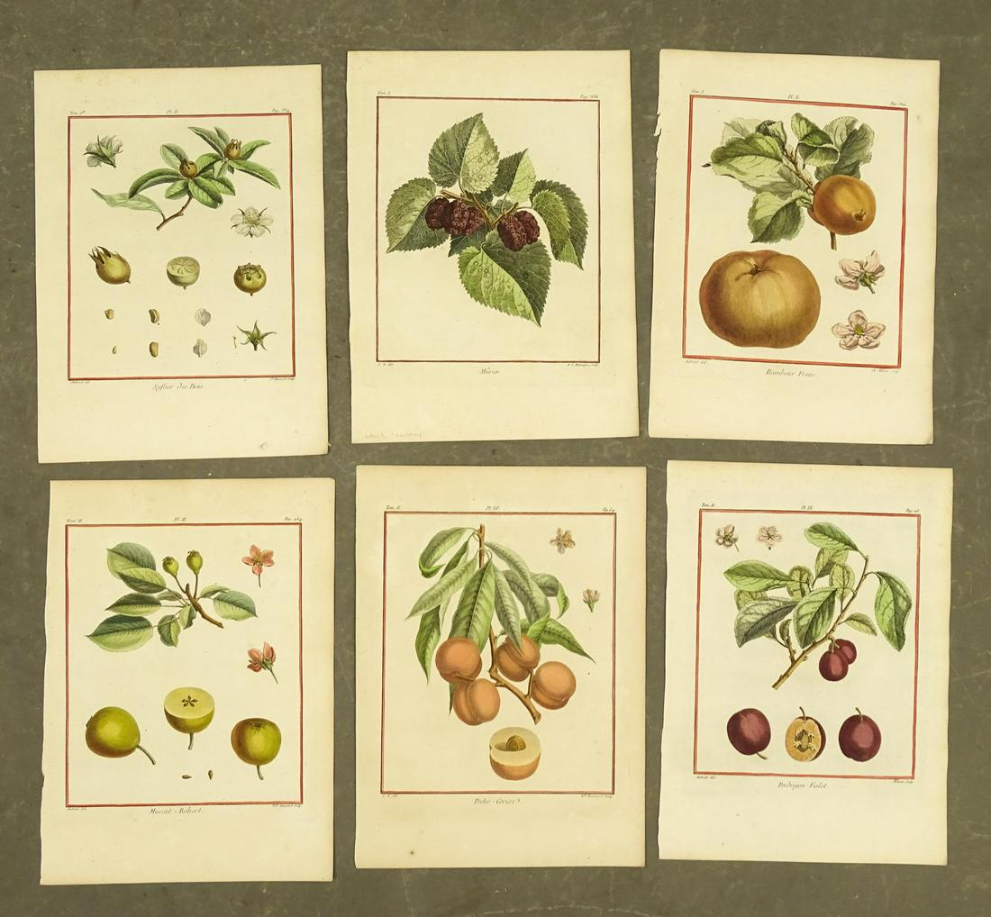 French Antique Fruit Prints (6) (1 of 7)