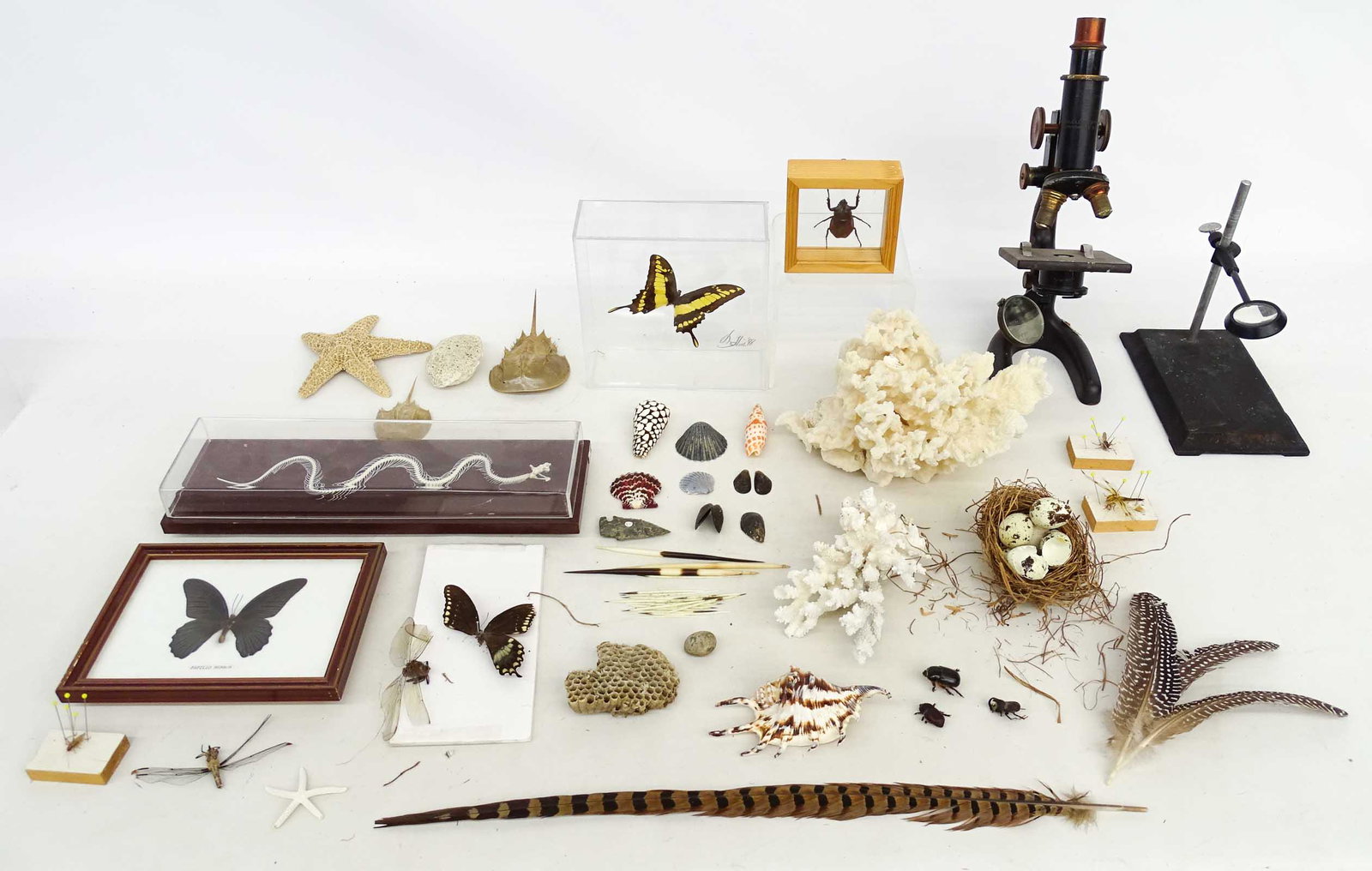 Misc. Lot: Lot of misc. specimen including bugs, coral, microscope etc..