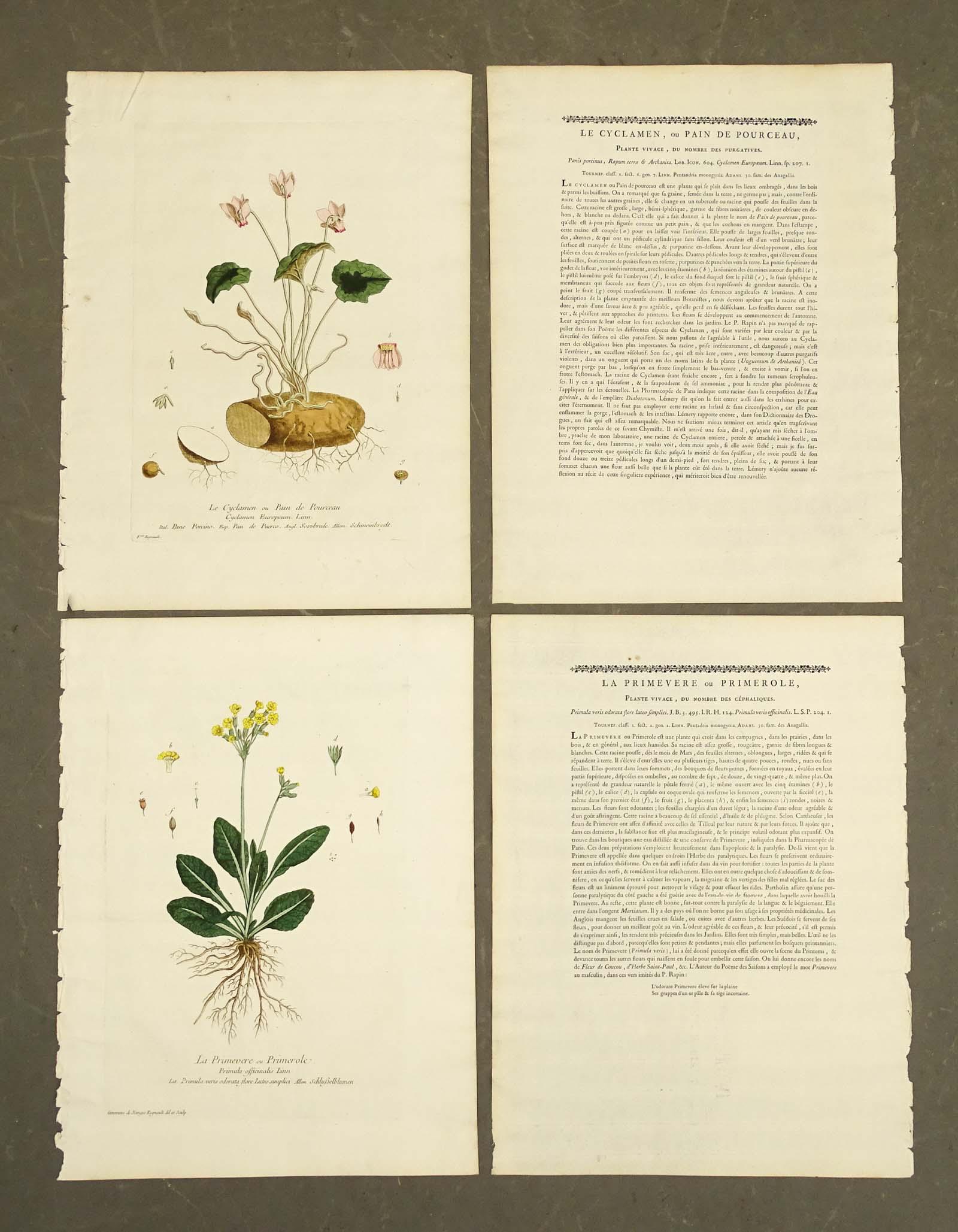 Botanical Prints: Pair of Botanical Prints. Nicolas Francois Regnault and Genevieve de Nangis Regnault, from La Botanique Mise, Paris, 1774. 19 1/4" x 14 1/4".
