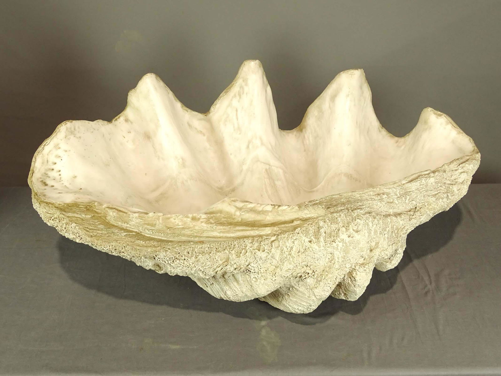 Giant Clam Shell (1 of 3)