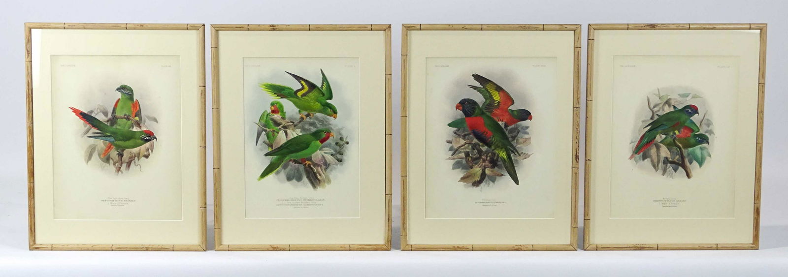 Parrots Antique Bird Print Set (4) (1 of 10)
