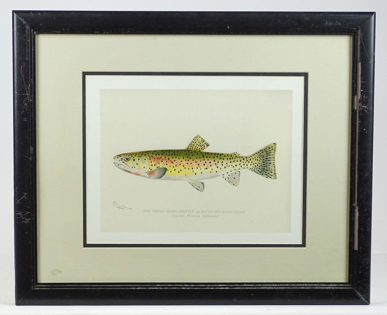 Trout Print (1 of 5)