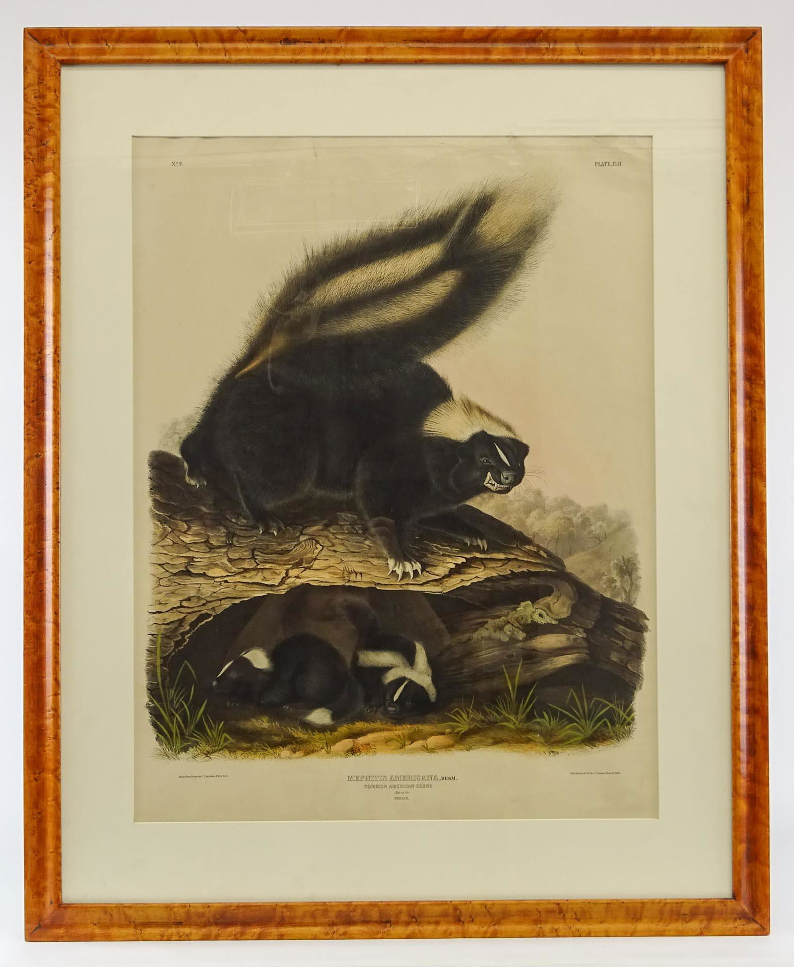 Audubon Skunk Large Antique Print (1 of 9)