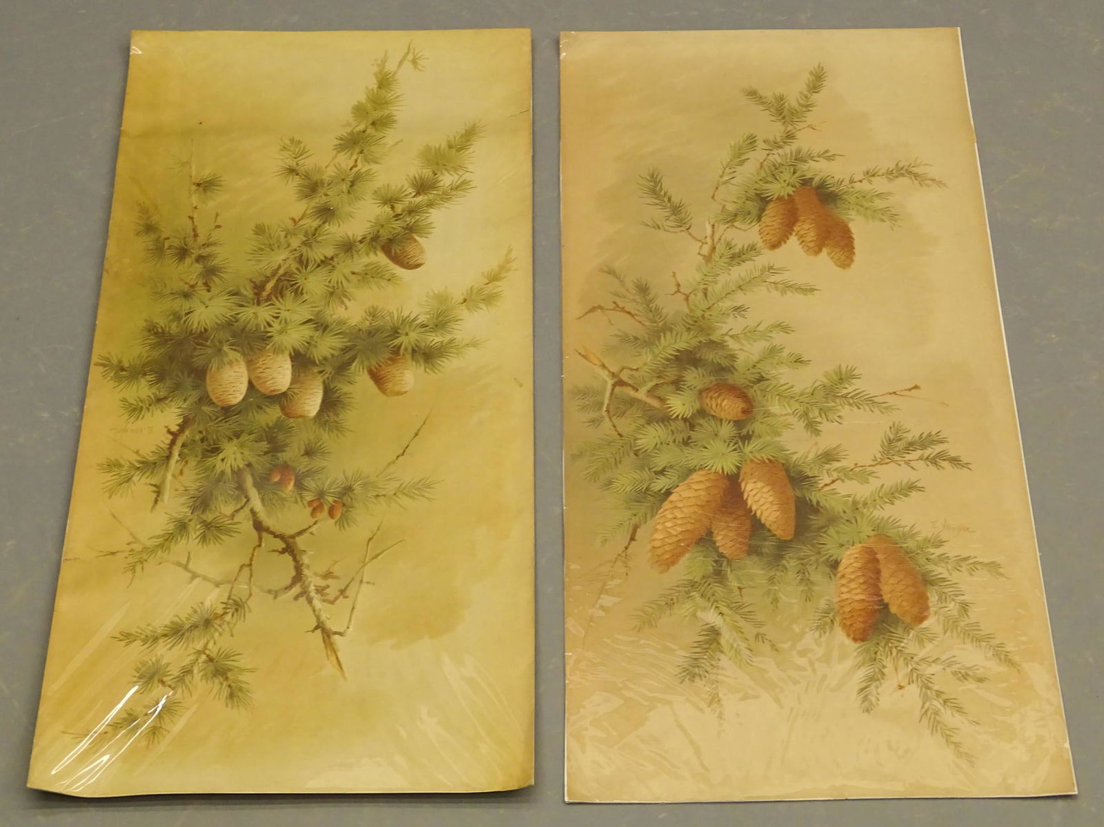 Pine Tree Botanical Print Pair (1 of 2)