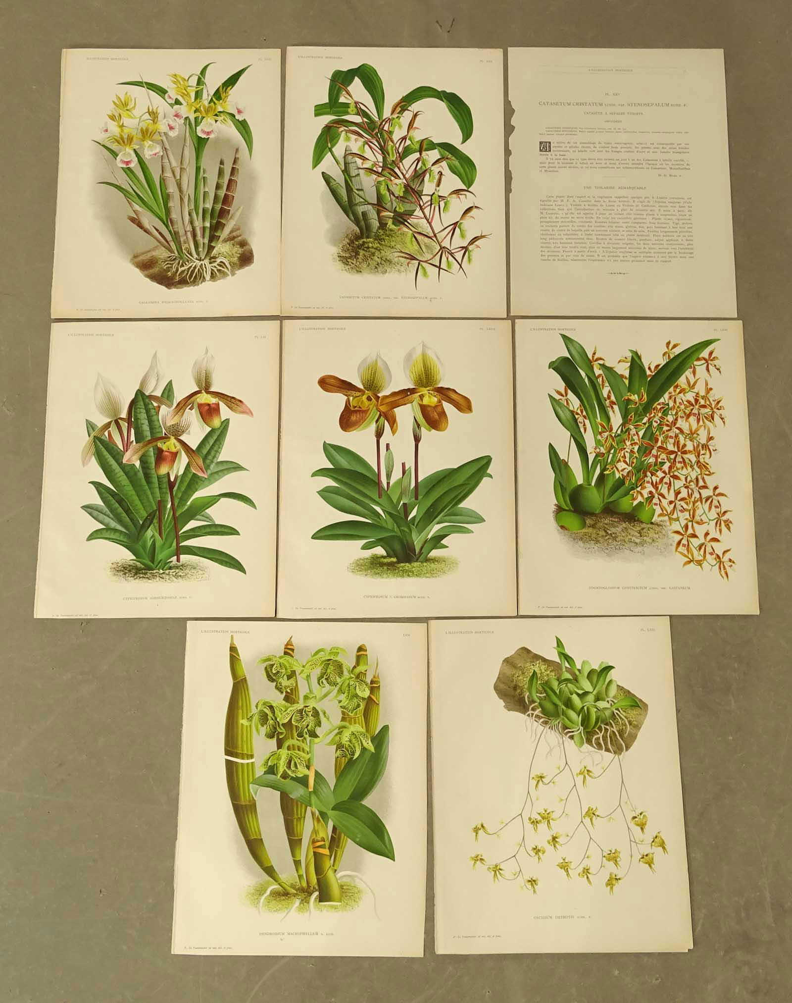 Botanical Prints Antique Set (8) (1 of 5)