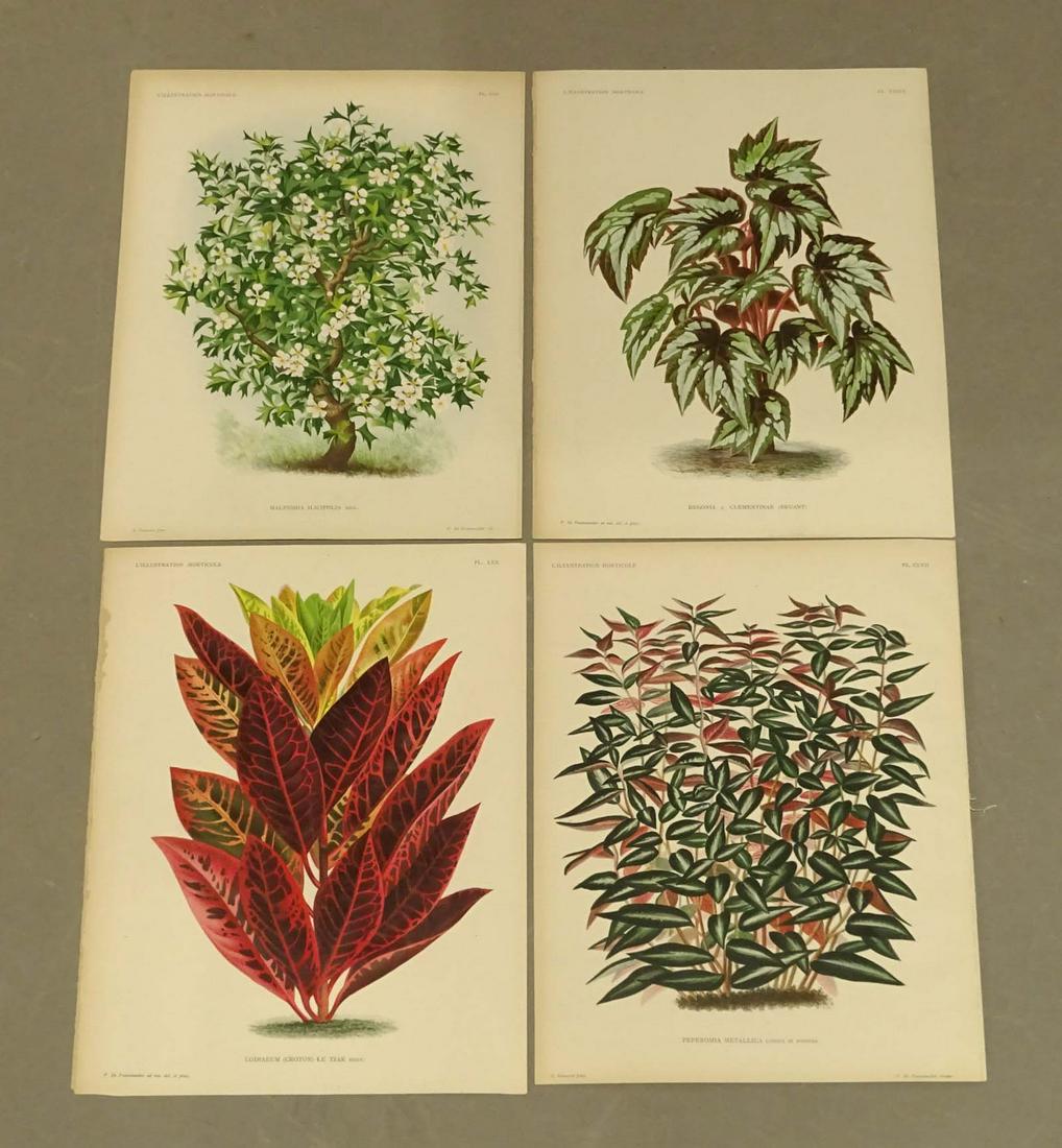 Botanical Prints Antique Set (4) (1 of 4)