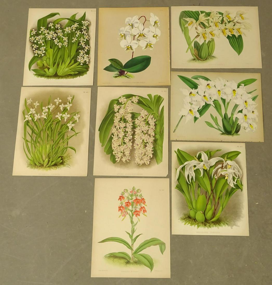 Botanical Prints Antique Set (8) (1 of 5)