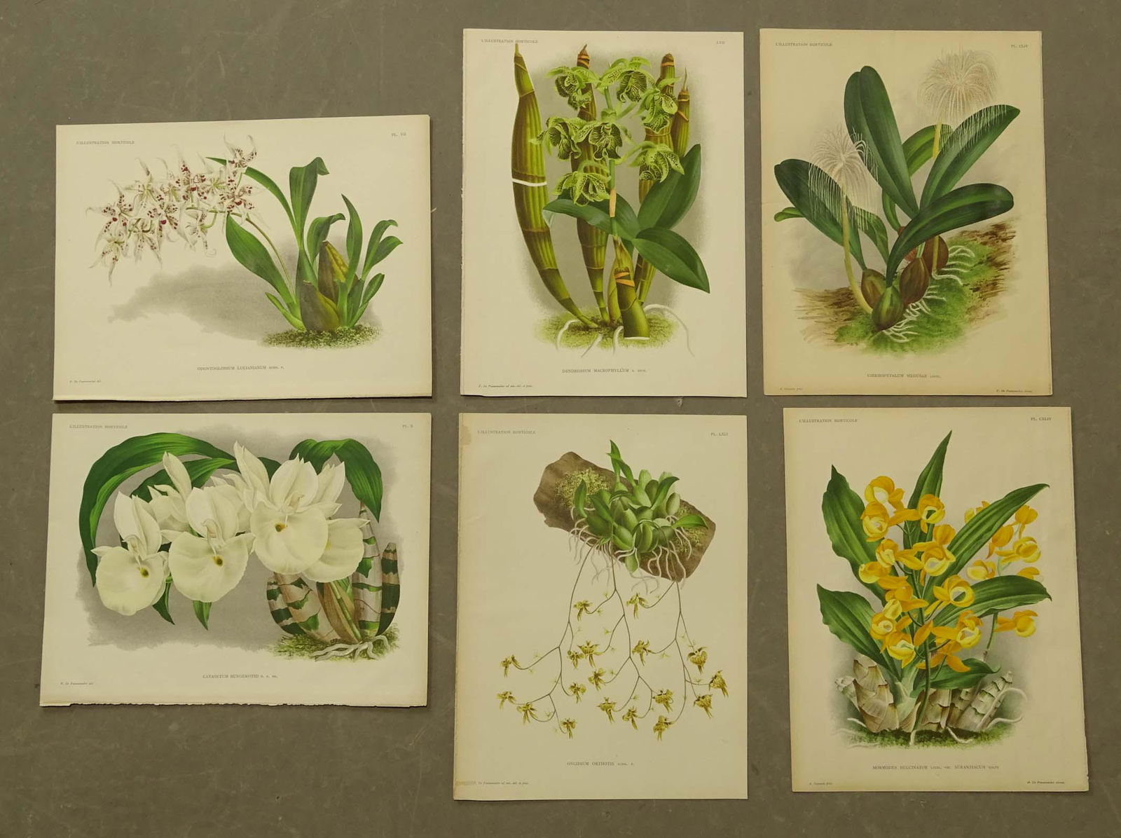 Botanical Prints Antique Set (6) (1 of 4)