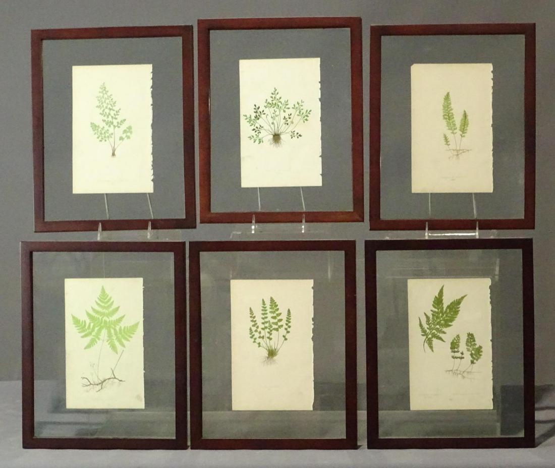 Botanical Print Lot (1 of 10)