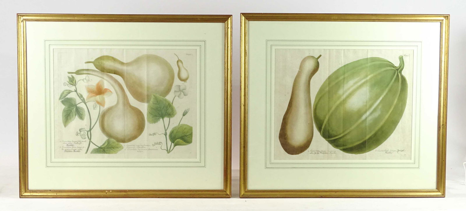 Early Framed Gourd Study Prints (1 of 9)