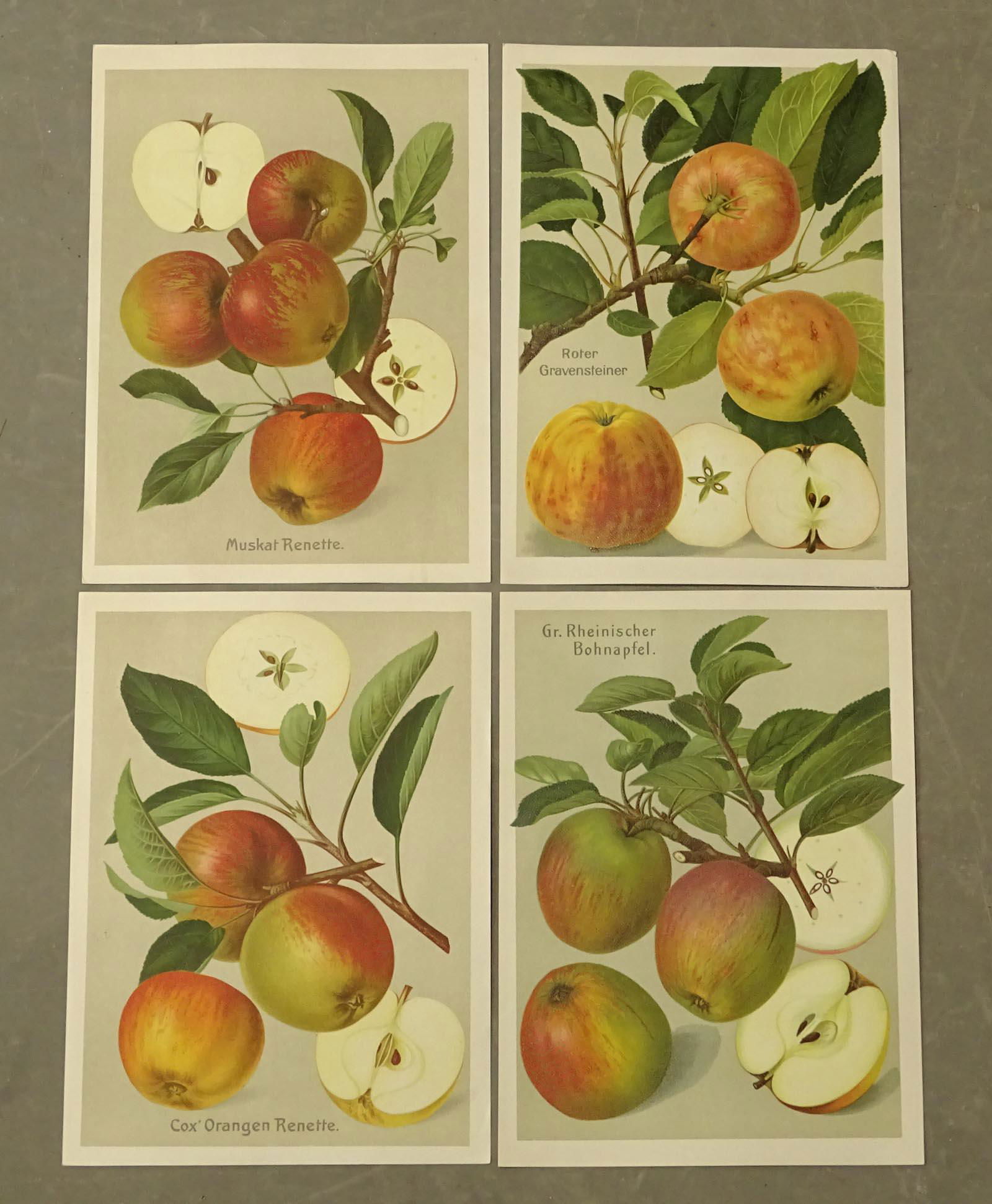 Botanical Fruit Print Set (4) (1 of 5)