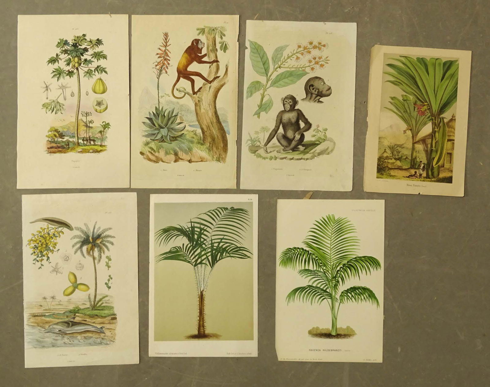 Palm and Tropical Antique Prints (7) (1 of 5)
