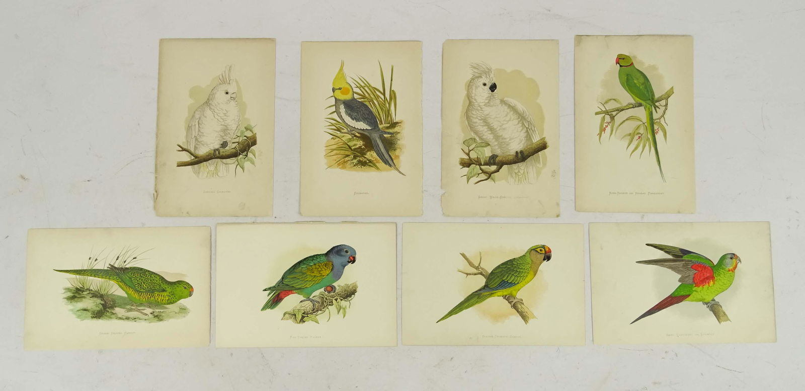 Antique Parrot Tropical Bird Prints Set (8) (1 of 4)