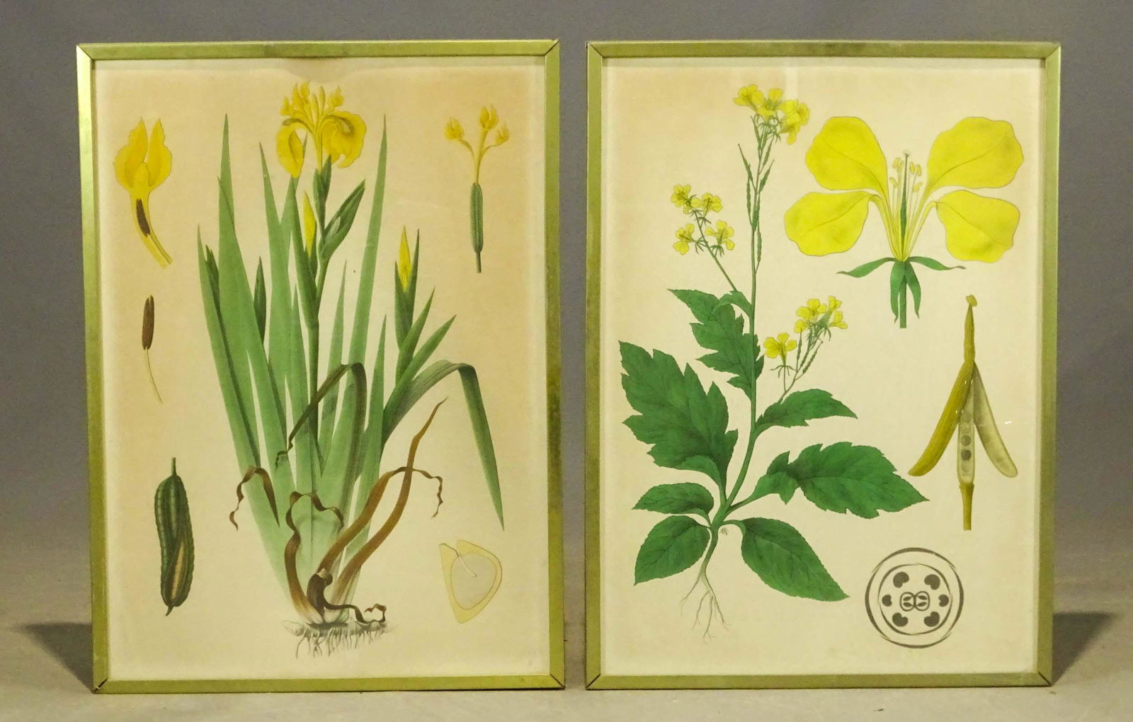 Pair Floral Study Prints (1 of 4)