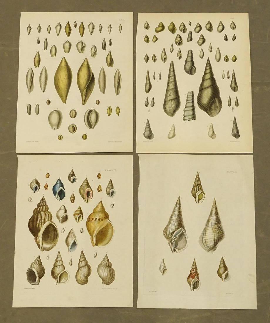 Shell Prints Antique Set (4) (1 of 3)