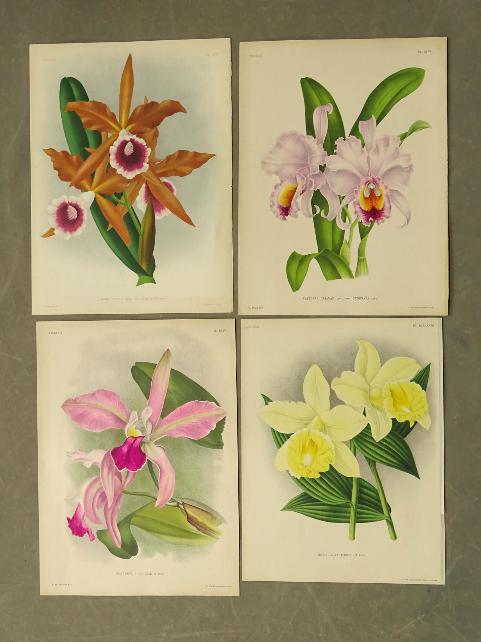Orchid Prints Antique Set (4) (1 of 5)