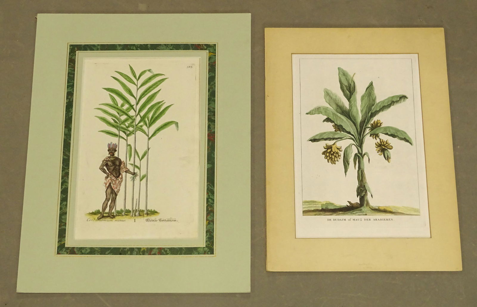 Tropical Tree Antique Prints (2) (1 of 4)