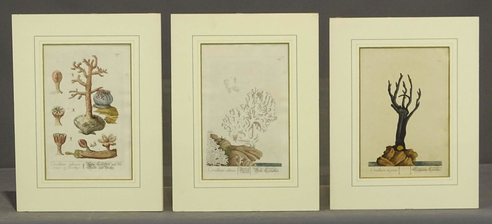 Coral Prints Antique Set (3) (1 of 4)