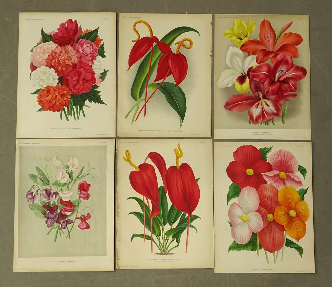 Botanical Prints Antique Set (6) (1 of 4)