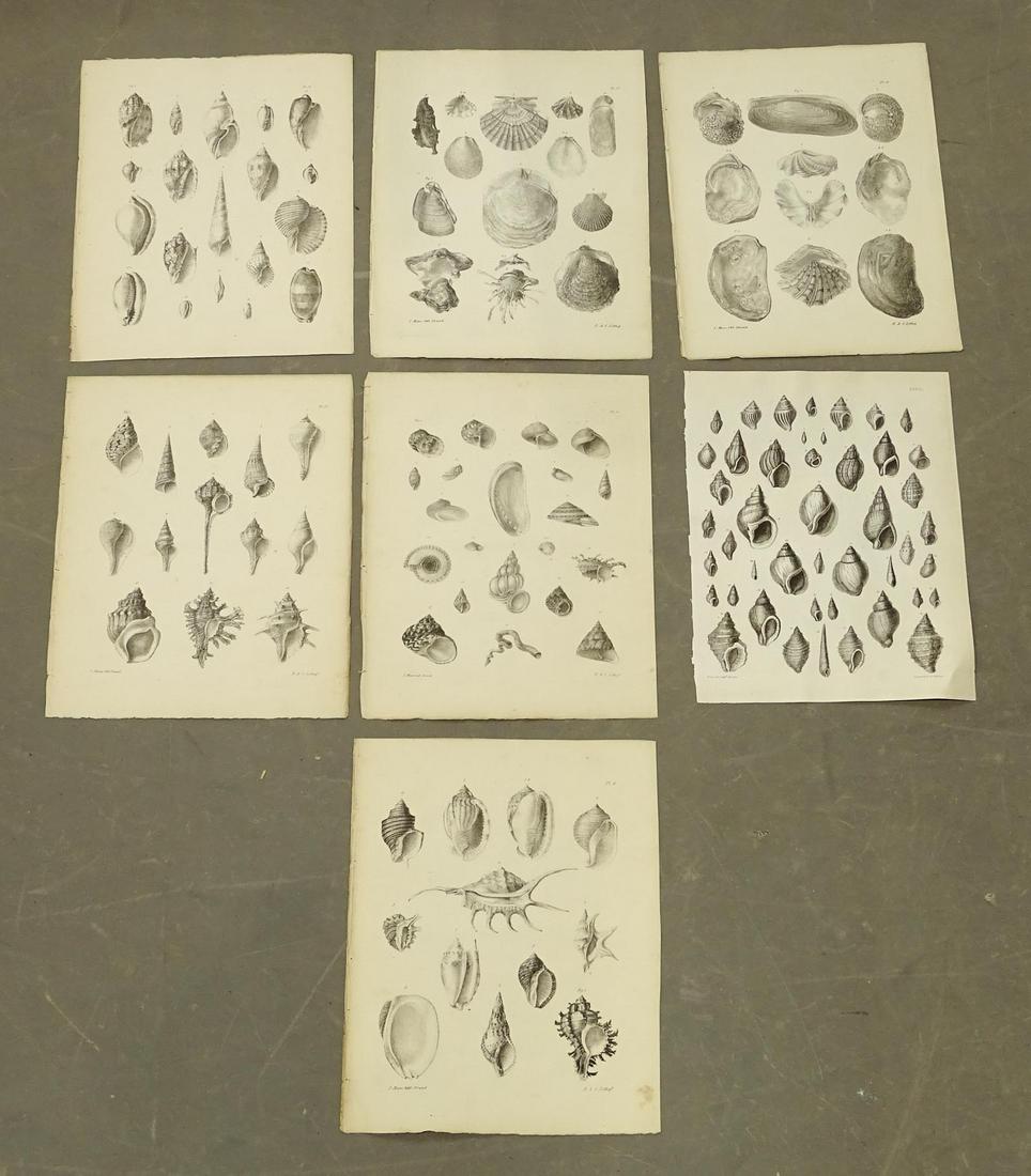 Shell Prints, Antique Set of (4) (1 of 5)
